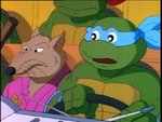 turtles5.jpg
